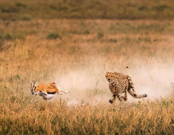 Day 3: Ngorongoro Crater Tour