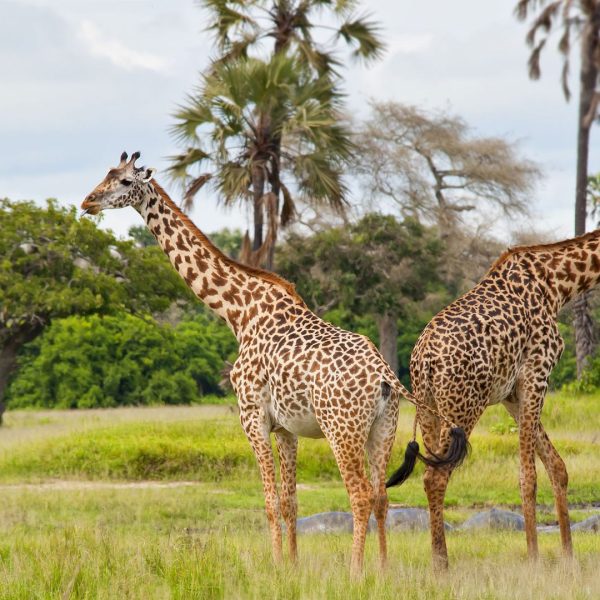 Honeymoon Safaris in Africa