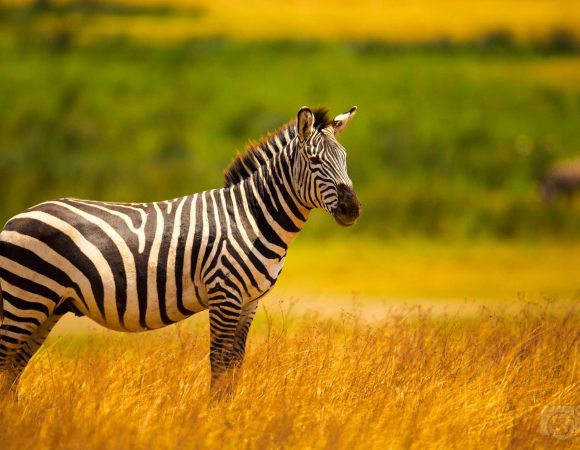 5 Days Safaris